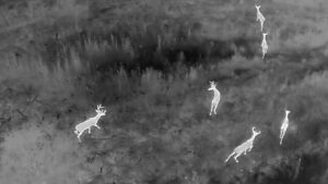 thermal drone deer recovery